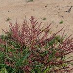 Chenopodium polyspermum Vekstform