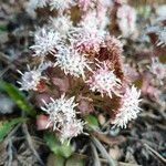 Petasites paradoxus Flower