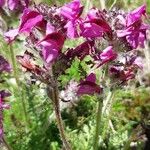 Pedicularis cenisia Flower