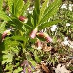 Scopolia carniolica Çiçek