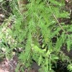 Taxodium distichumBlad