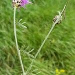 Centaurea deusta Flor