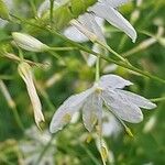 Anthericum ramosum Fleur