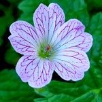 Geranium versicolor പുഷ്പം