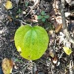 Smilax rotundifolia Leaf