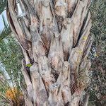 Phoenix dactylifera 樹皮