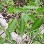 Solanum jasminoides Ліст