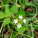 Richardia brasiliensis Flower