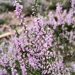 Calluna vulgarisFlower