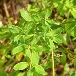 Hypericum perforatum Leaf