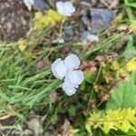 Dianthus gyspergerae Floare