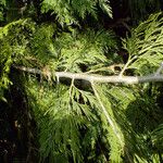 Calocedrus decurrens Koor