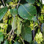 Betula utilis Плід