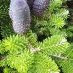 Abies fraseri Bleunienn
