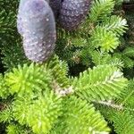 Abies fraseri Flor