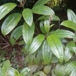 Miconia ciliata Leaf