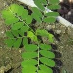 Phyllanthus niruri Leaf