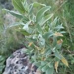 Cistus albidus Blatt