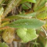 Meconopsis simplicifolia Ліст