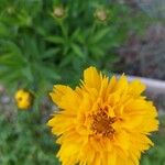 Coreopsis grandifloraപുഷ്പം