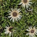 Carlina acaulisBlomst