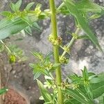 Ammannia baccifera 葉