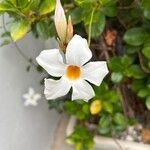 Mandevilla boliviensis Flower