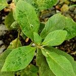 Amaranthus spinosus Foglia