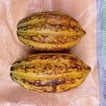 Theobroma cacao Fruchs