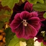 Malva arboreaFlower