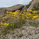 Eschscholzia glyptosperma ᱛᱟᱦᱮᱸ