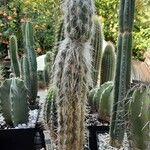 Oreocereus leucotrichus Habit