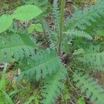 Pedicularis canadensis 叶