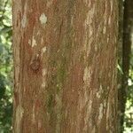 Chaetocarpus schomburgkianus Corteza
