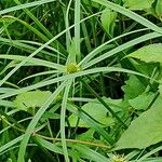 Cyperus aromaticus Листок