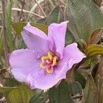 Melastoma malabathricumFlower