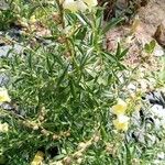 Antirrhinum braun-blanquetii Plante entière