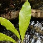 Pradosia grisebachii Leaf