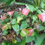 Anthurium andraeanum Other