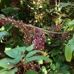 Urera baccifera Flower