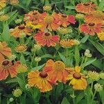 Helenium autumnale 形態