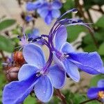 Rotheca myricoides फूल