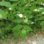 Ailanthus altissima Foglia