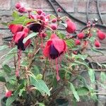 Fuchsia magellanicaFiore