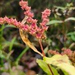 Penthorum sedoides Fruit