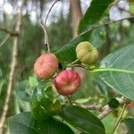Glochidion ferdinandii Fruit