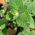 Mentha × villosa Hoja