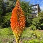 Kniphofia × praecox फूल