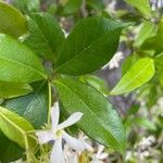 Trachelospermum jasminoides Frunză