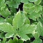 Imperatoria ostruthium Likasa
